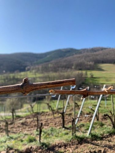 Domaine Freyburger - Vins d’Alsace Bio - Ammerschwihr - Oenotourisme Alsace Colmar